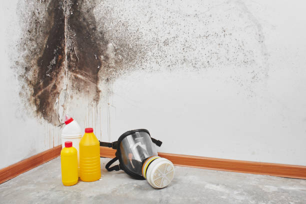 Best Mold Removal Specialists  in Lake Ripley, WI