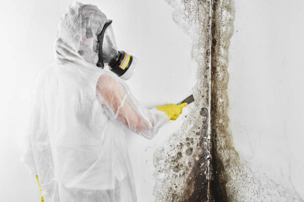 Certified Mold Removal in Lake Ripley, WI