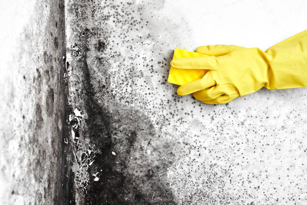 Best Commercial Mold Removal  in Lake Ripley, WI