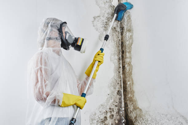 Best Mold Damage Repair  in Lake Ripley, WI