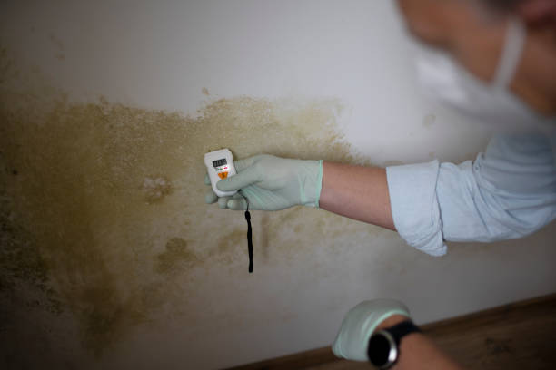 Best Mold Removal Specialists  in Lake Ripley, WI