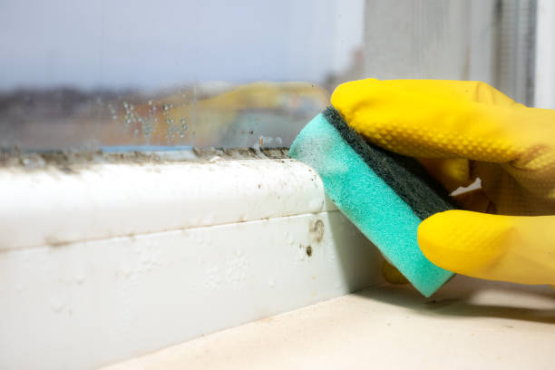 Best Office Mold Removal Services  in Lake Ripley, WI