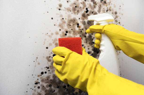 Best Commercial Mold Removal  in Lake Ripley, WI