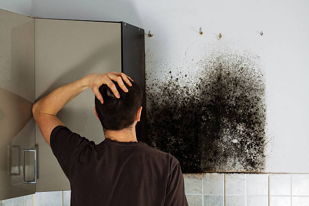 Best Home Mold Removal  in Lake Ripley, WI