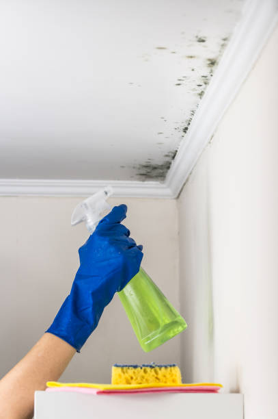 Best Mold Remediation Experts  in Lake Ripley, WI