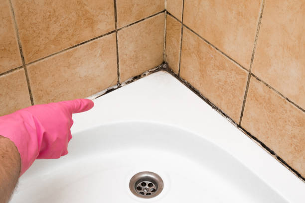 Best Professional Mold Removal  in Lake Ripley, WI